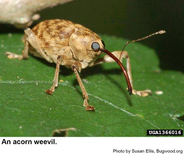 Acorn weevil